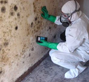 Mold Removal Services