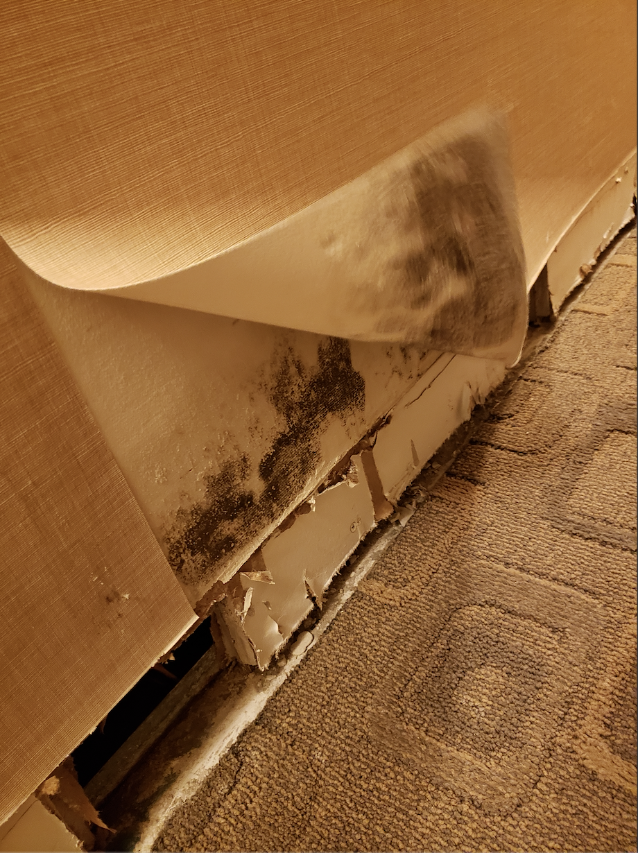 Mold damage can be found during water mitigation. SERVPRO of Brickell can remediate any mold discovered during mitigation.