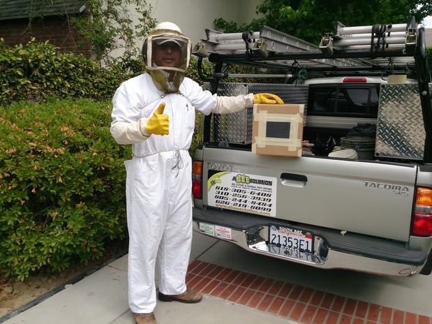 Images A Bee Solution