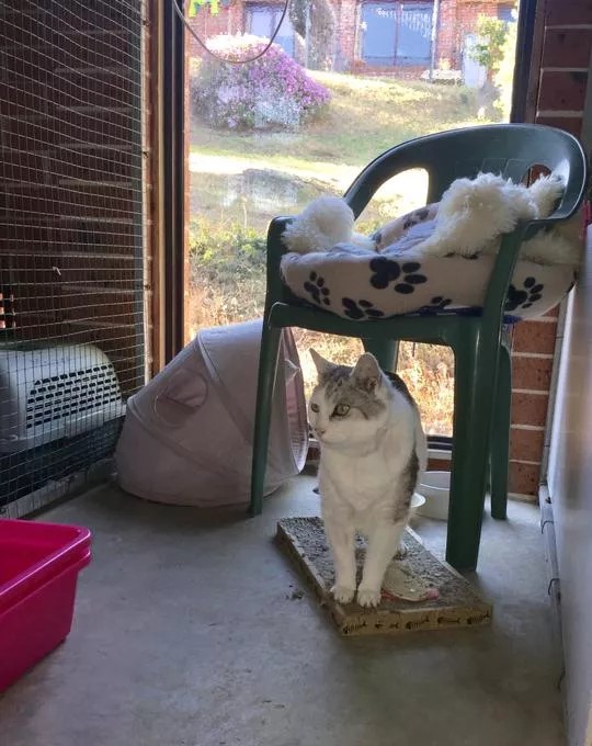 Images Glenhaven Boarding Cattery
