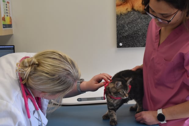 Images CityVet Veterinary Clinic & Urgent Care