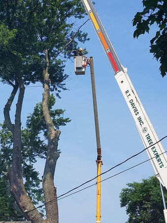 Images R.T. Davies Inc. Tree Experts