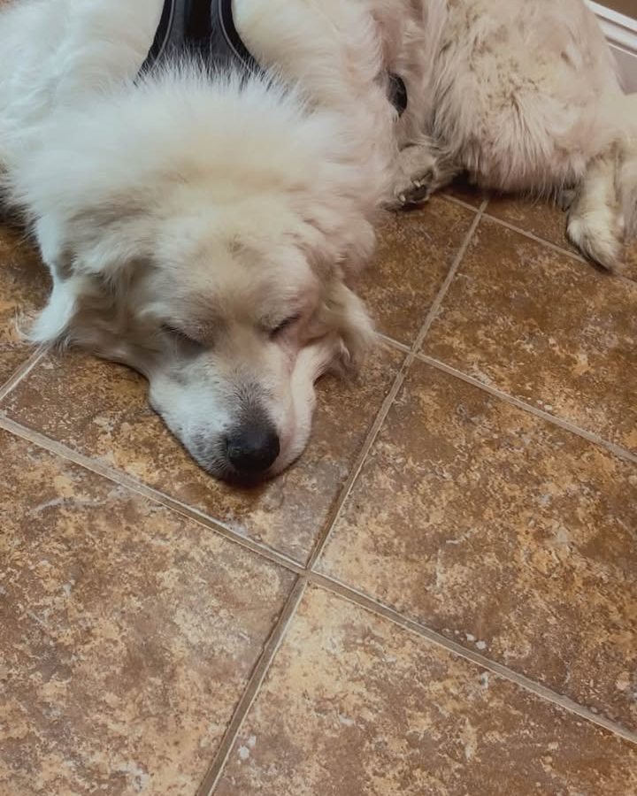The dogs of MBSF are on the job today. We have one at each office, and they are ready to greet everyone who stops by. Come say hello and give them a little extra attention during your visit.