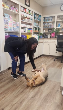 Images VCA Lake Jackson Animal Hospital