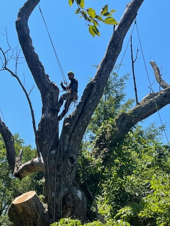 Images Green Outdoors Tree Service