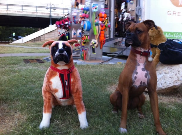 Images Great Outdogs