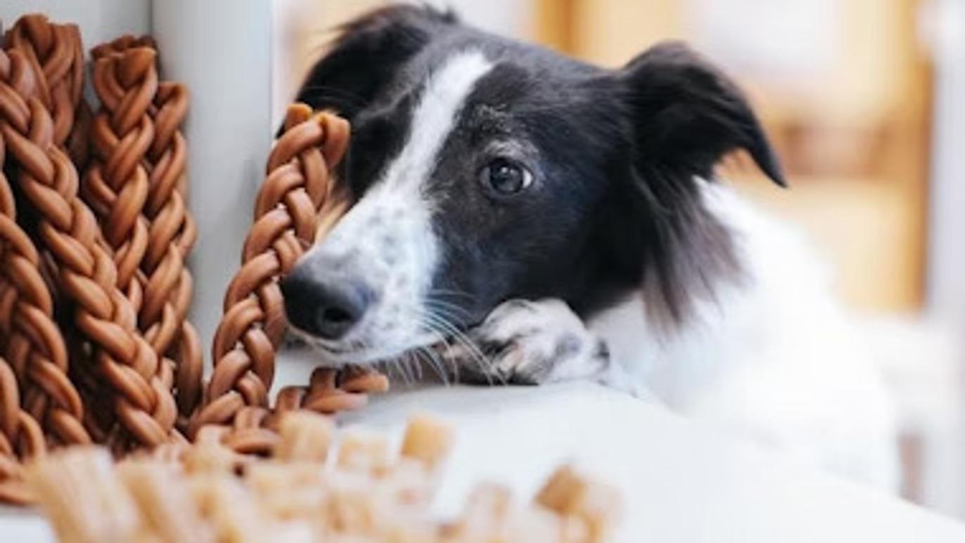 Images Del Mar Dogs - Hundbutik Göteborg