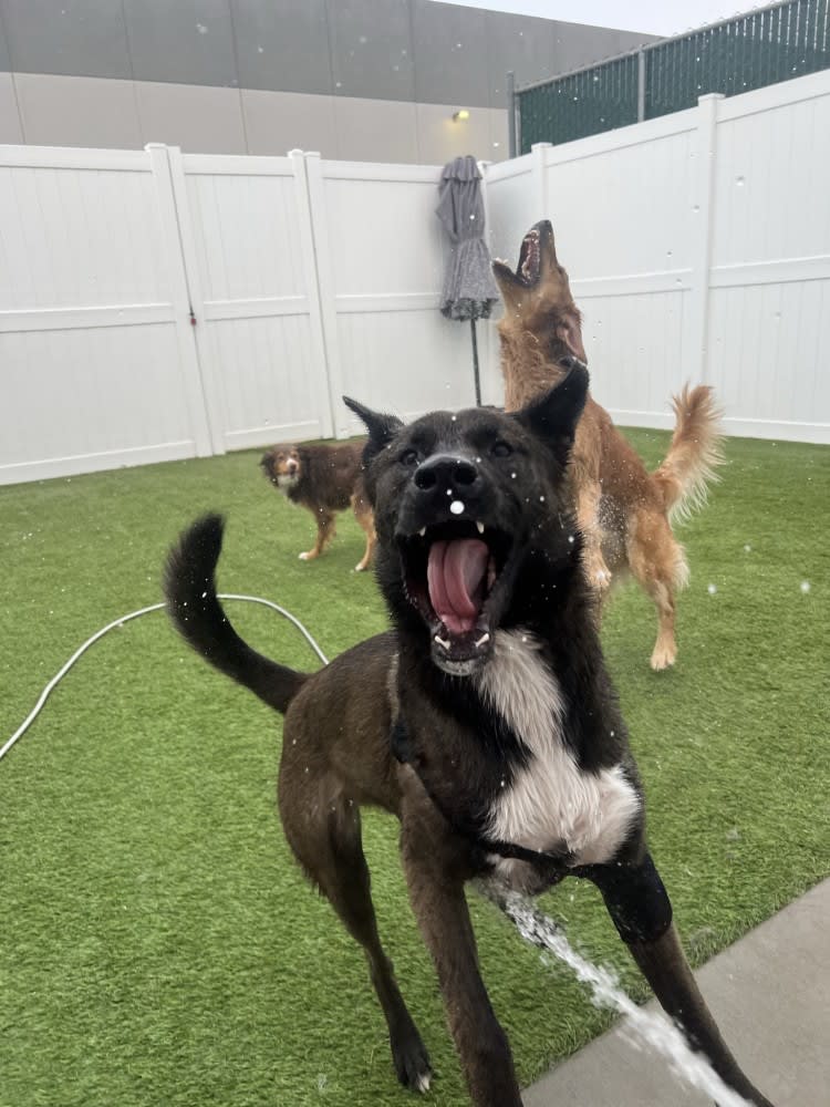 The Dog Stop - Katy Image