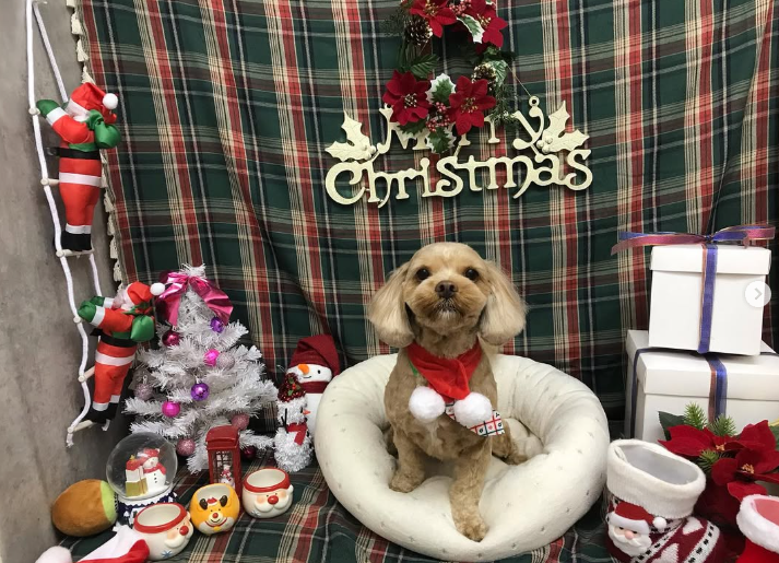 Images ペットショップ 犬の家