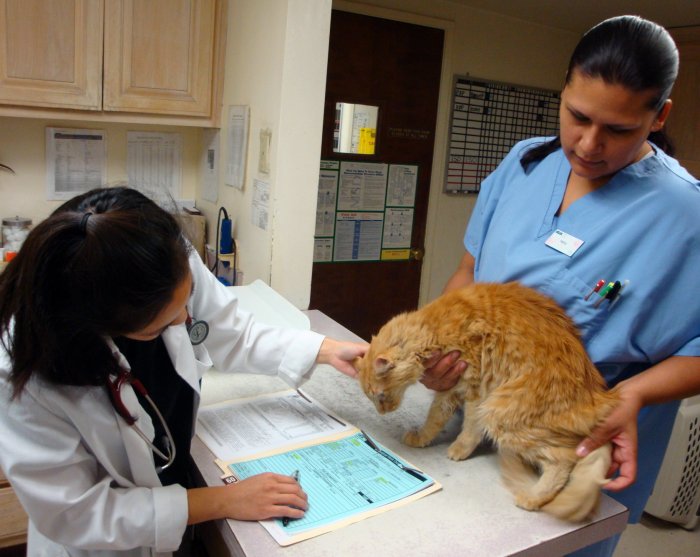 Images VCA Mission Animal Hospital