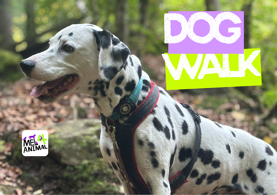 Bild 10 von mel4animal - Melanie Leikam