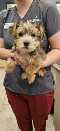 Images VCA Santa Margarita Animal Hospital