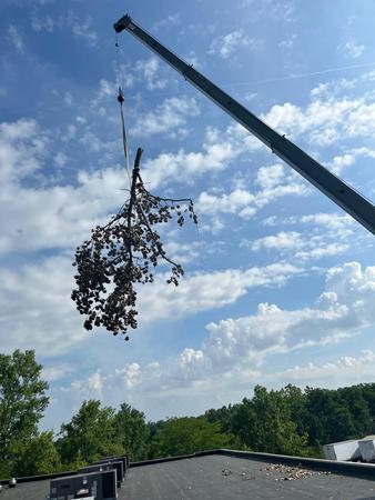 Images Cincinnati Arbor Services