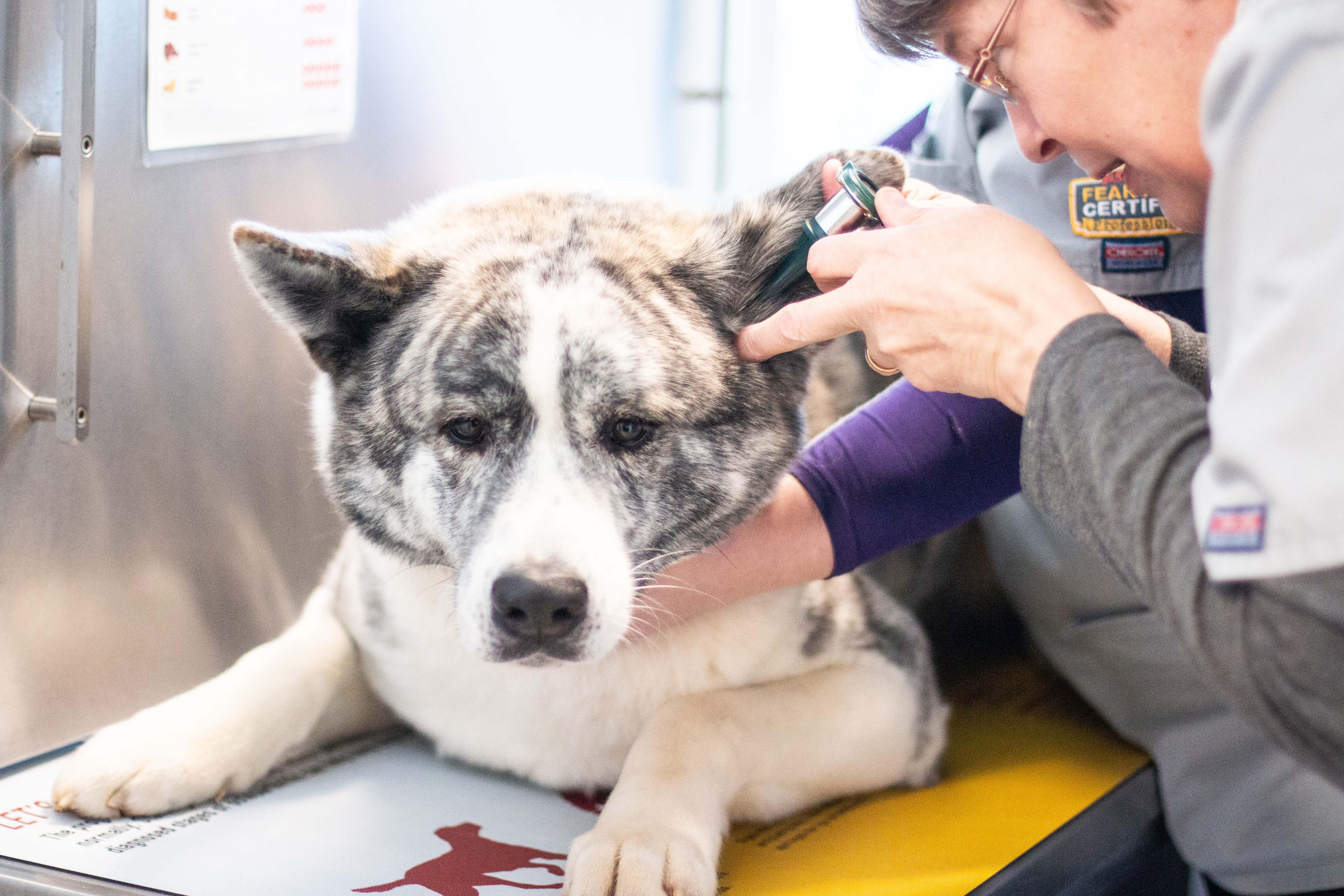 Part of our patients wellness exam is to check the ears, and this adorable pooch was a great patient for Dr. Kim Langholz as she conducted the ear exam.