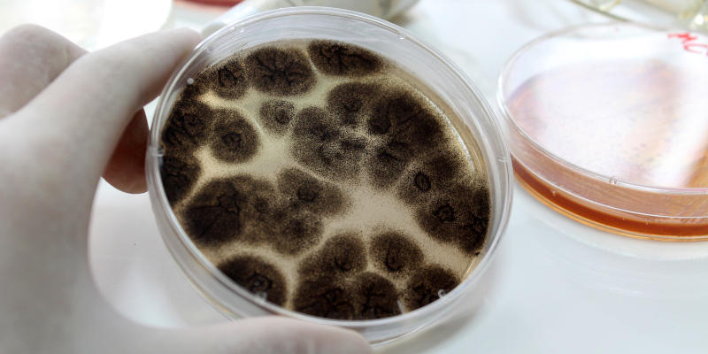 Invest in mold testing to ensure your home is safe.