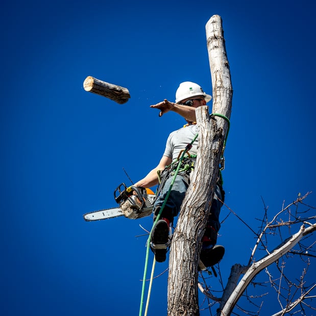 Images King Tree Service