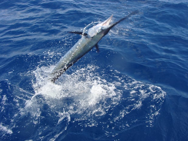 Images Capt Jimmy Lewis Live Bait