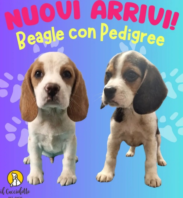Images Il Cucciolotto Pet Shop e toelettatura