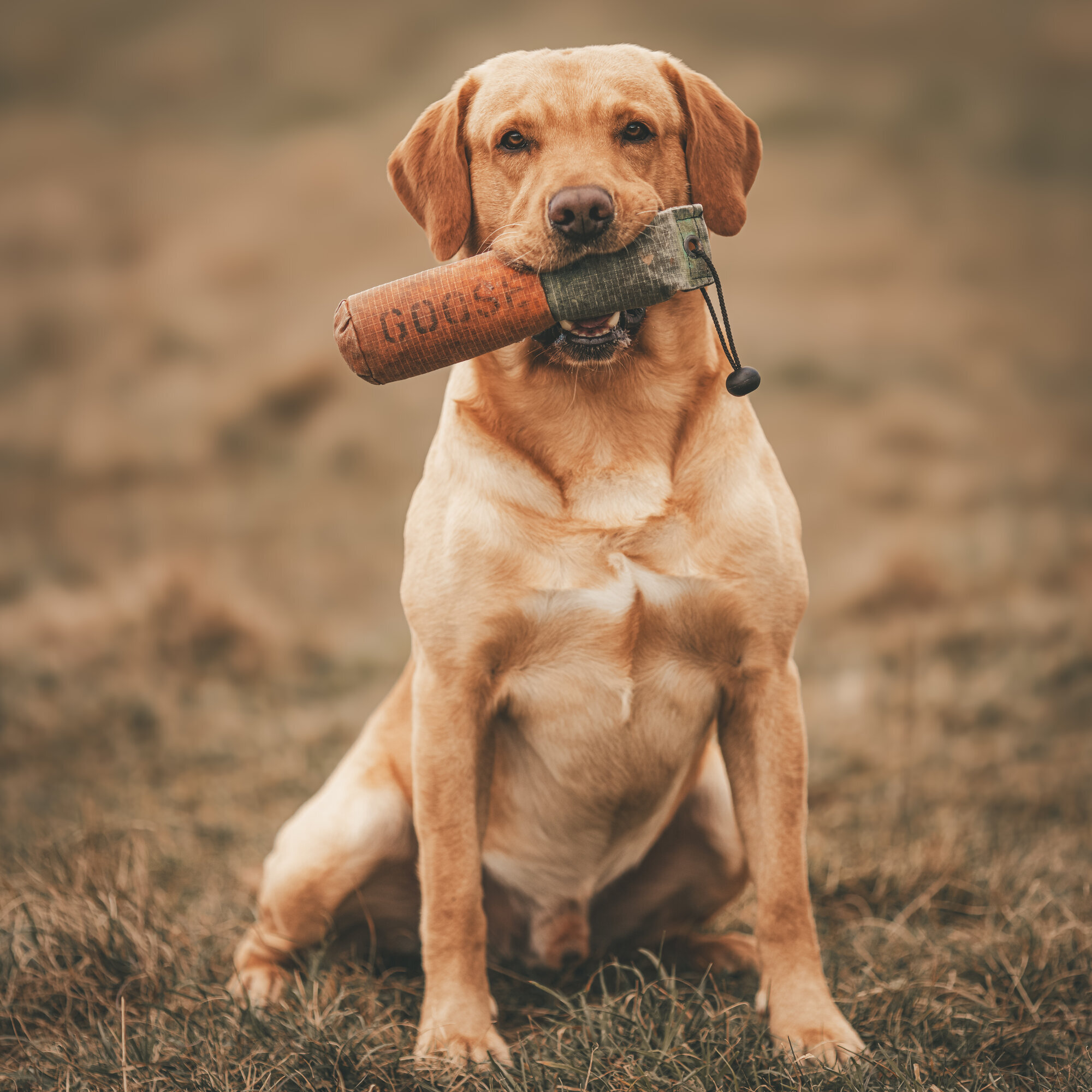 Images Josh Brown Media