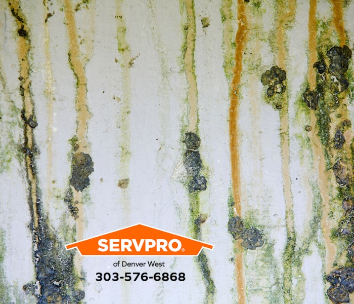 Our local team in Denver is trained and certified to restore mold damage in homes and commercial businesses.