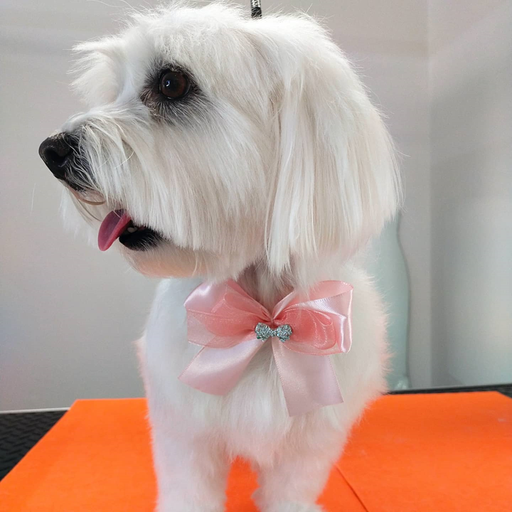 Images Braccobagno Bau Toelettatura