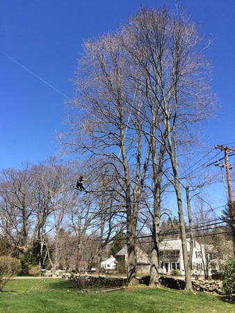 Images Foppema Tree Care