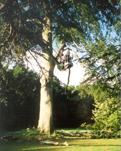 Shaw Tree Services