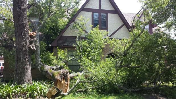 Images TNT Tree Service