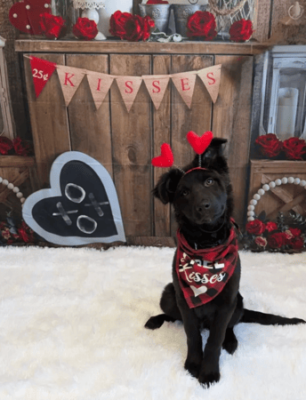 Images Playtime Pet Resort