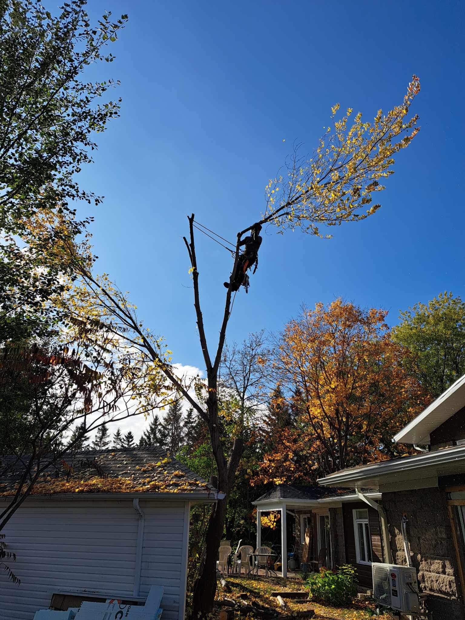 Images Arboriculture DB Inc.