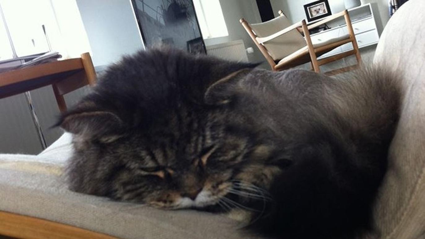 Images Aabybro Dyrehospital ApS