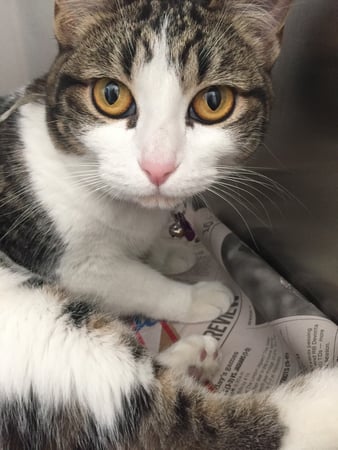 Images Melrose La Brea Animal Hospital