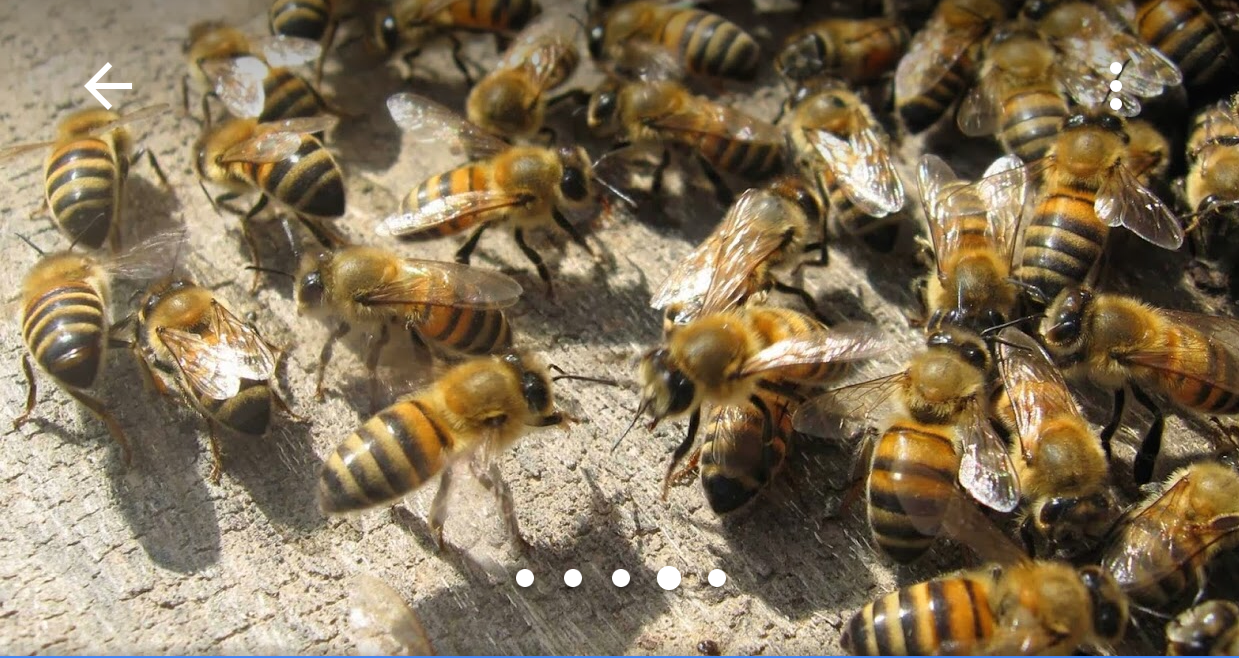 Chase Pest Control