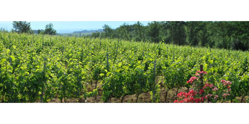 Images Agriturismo Il Pino Bioagricoltura