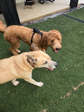 Images Wag Watchers DayCare & Spa