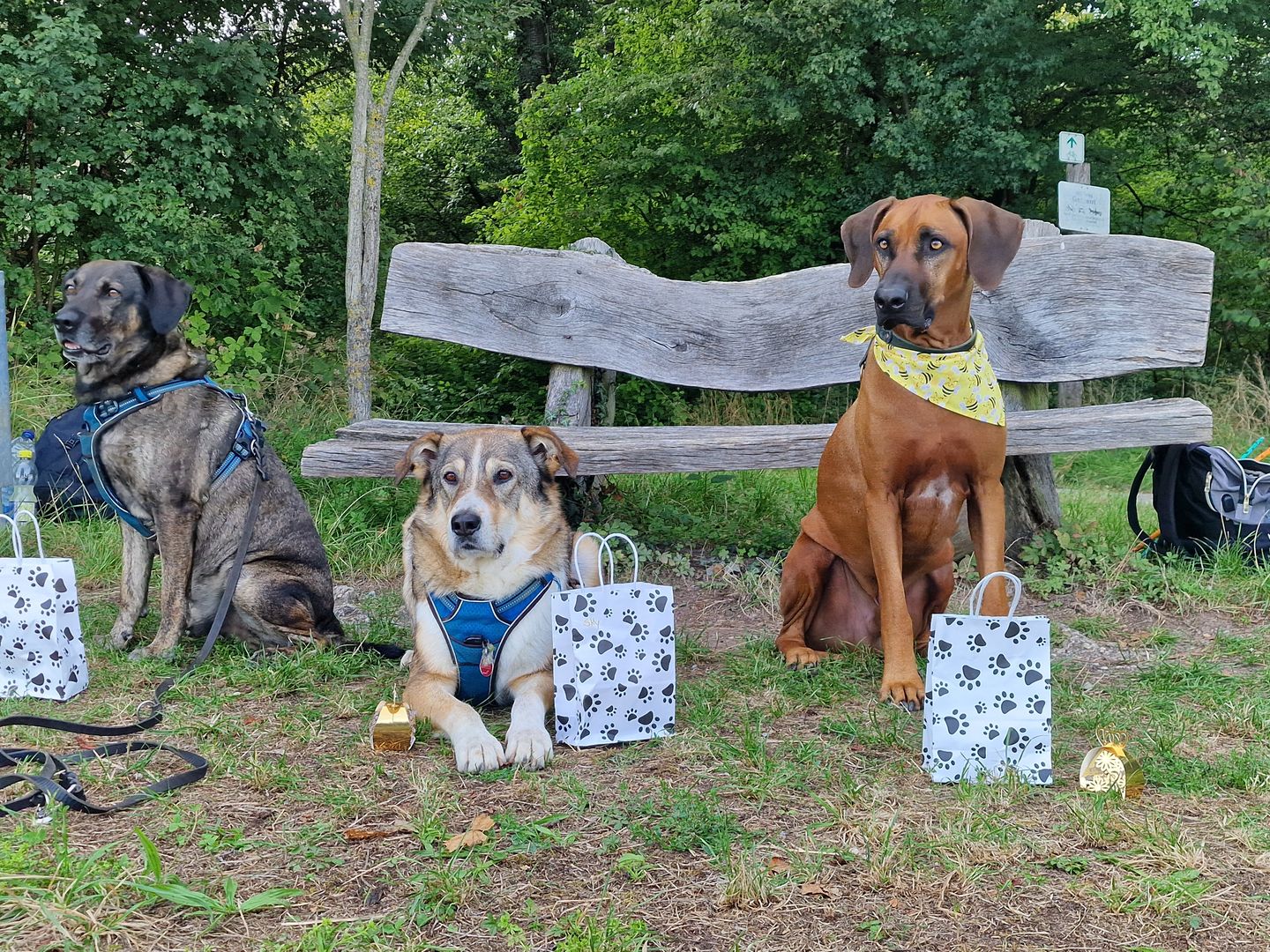 PAWtner Hundetraining Sabrina Rösch, Am Tiefenbach 10 in Ilsfeld