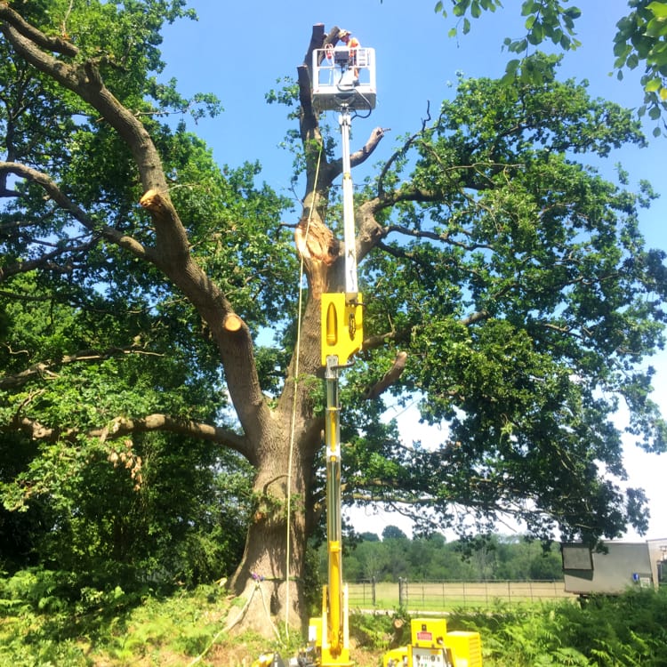 Images D Howick Tree Surgery