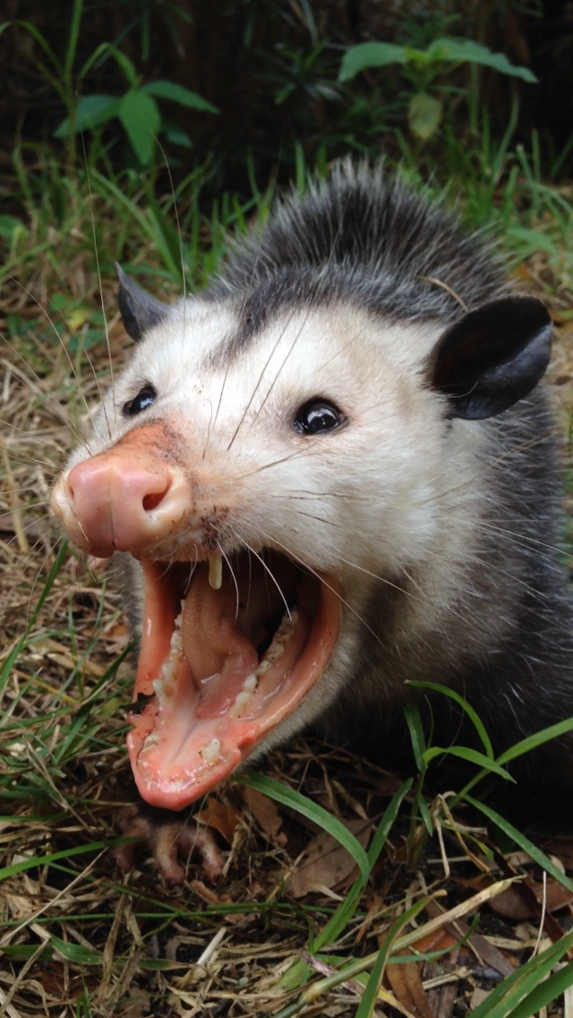 We get rid of angry opossums in Palm Beach Gardens, FL.