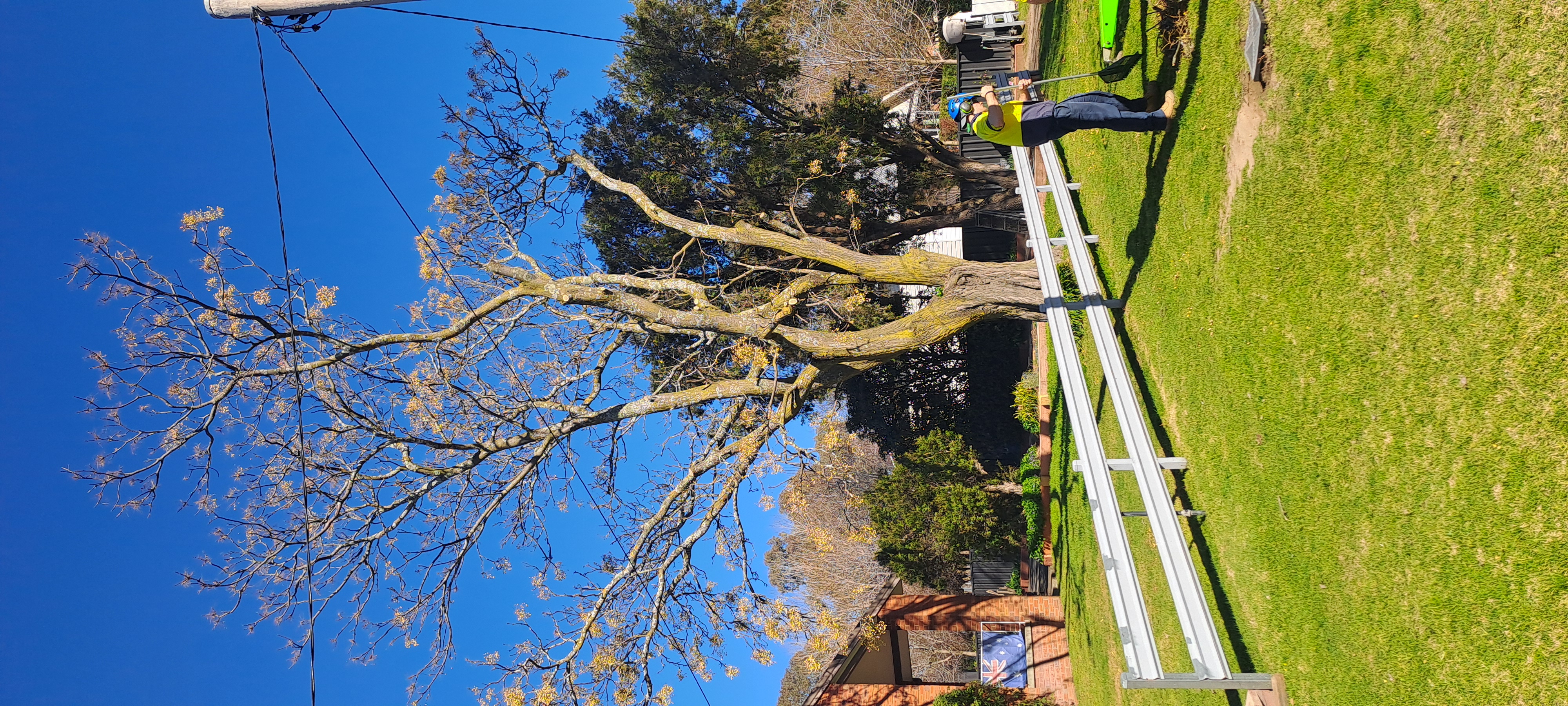 Images Phil's Tree Service