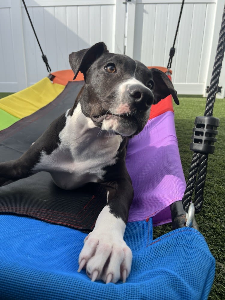 The Dog Stop - Katy Image