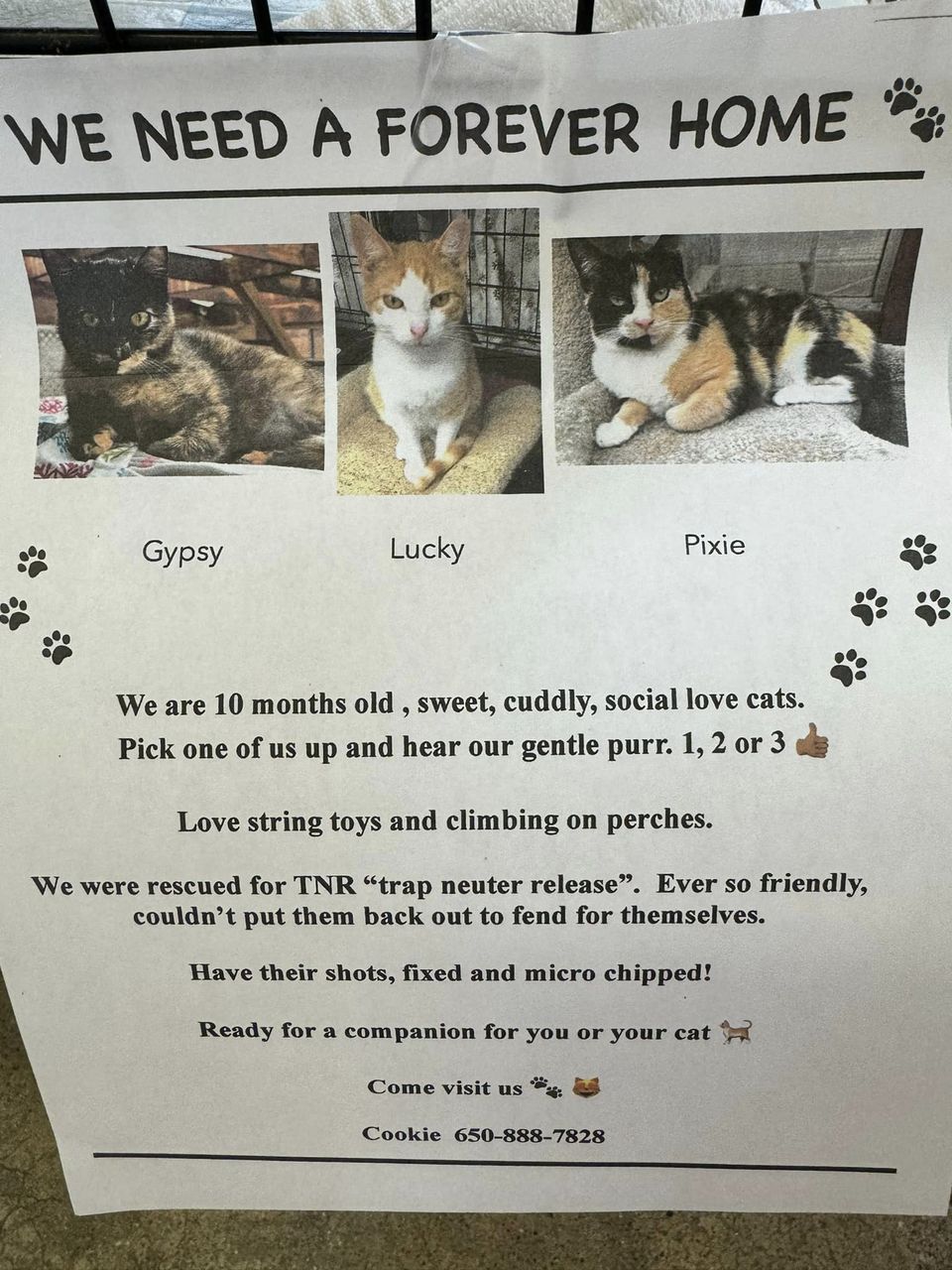 Hard to resist these cuties! If you are looking for some love Pet Food Express in Pacifica has some beautiful kitties to adopt