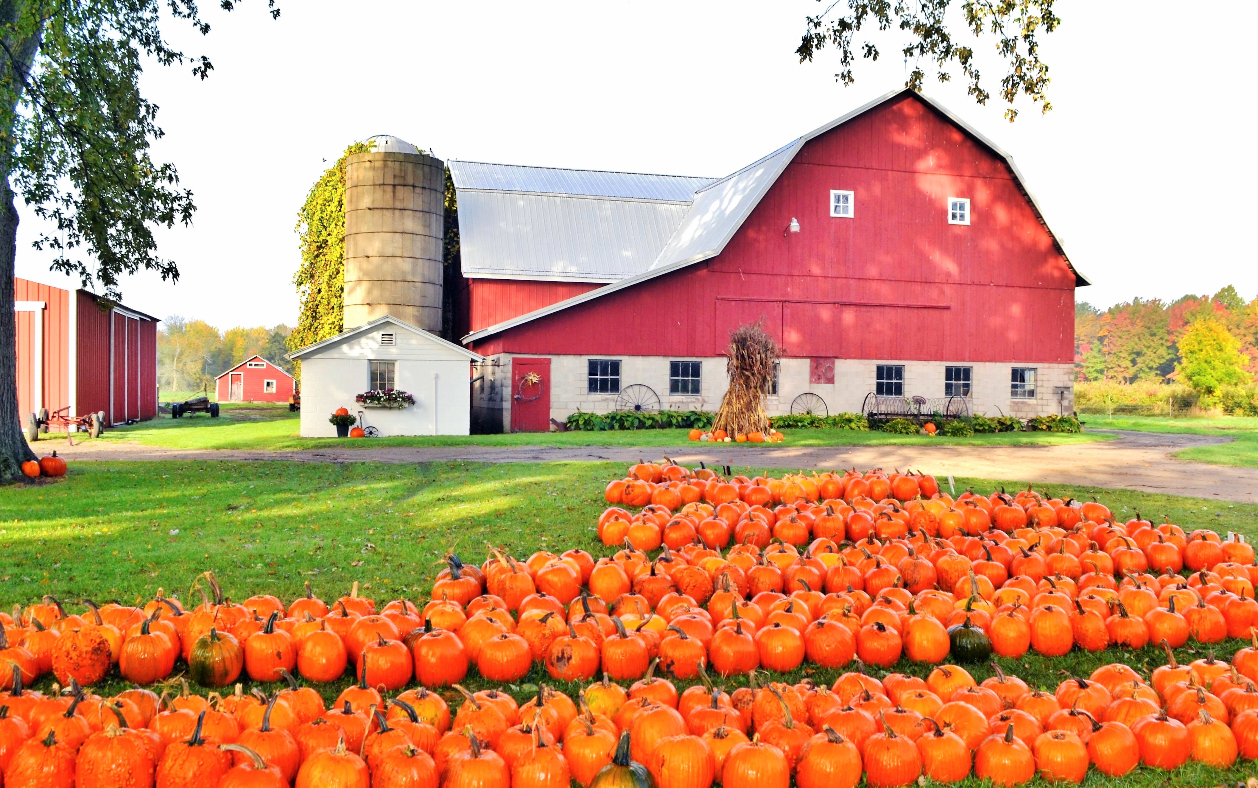 A striking red farm barn and traditional silo setting surrounded by green lawns covered in hundreds of freshly harvested orange pumpkins.