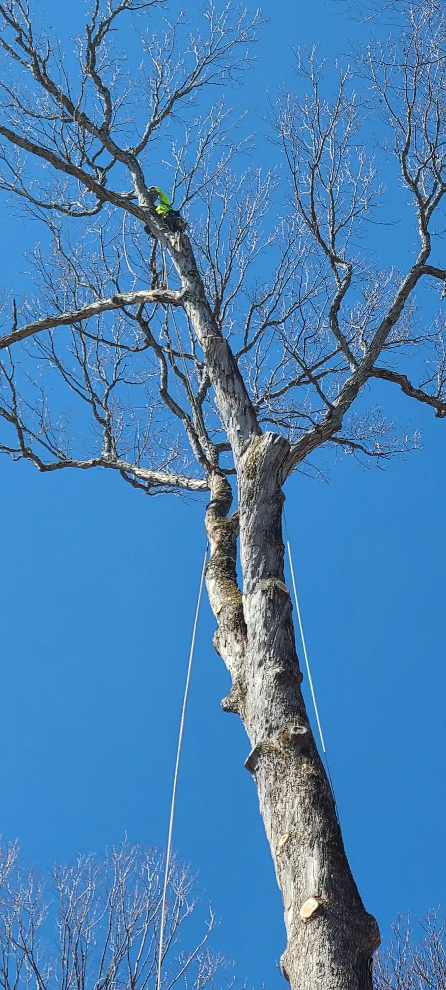 Malvern Tree Service Image
