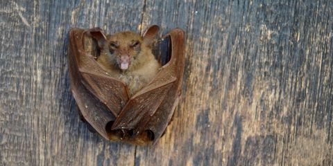 Bats That Might Be In Your New Mexico Home Taylor's Weed & Pest Control LLC Hobbs (575)492-9247