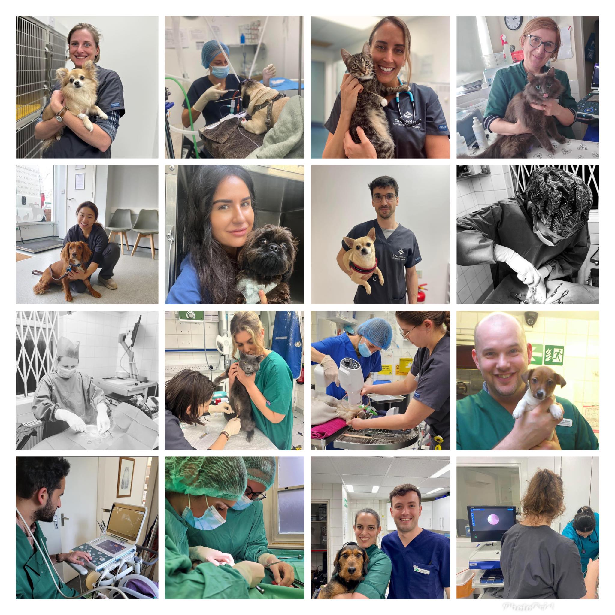 Images Streatham Hill Veterinary Surgery