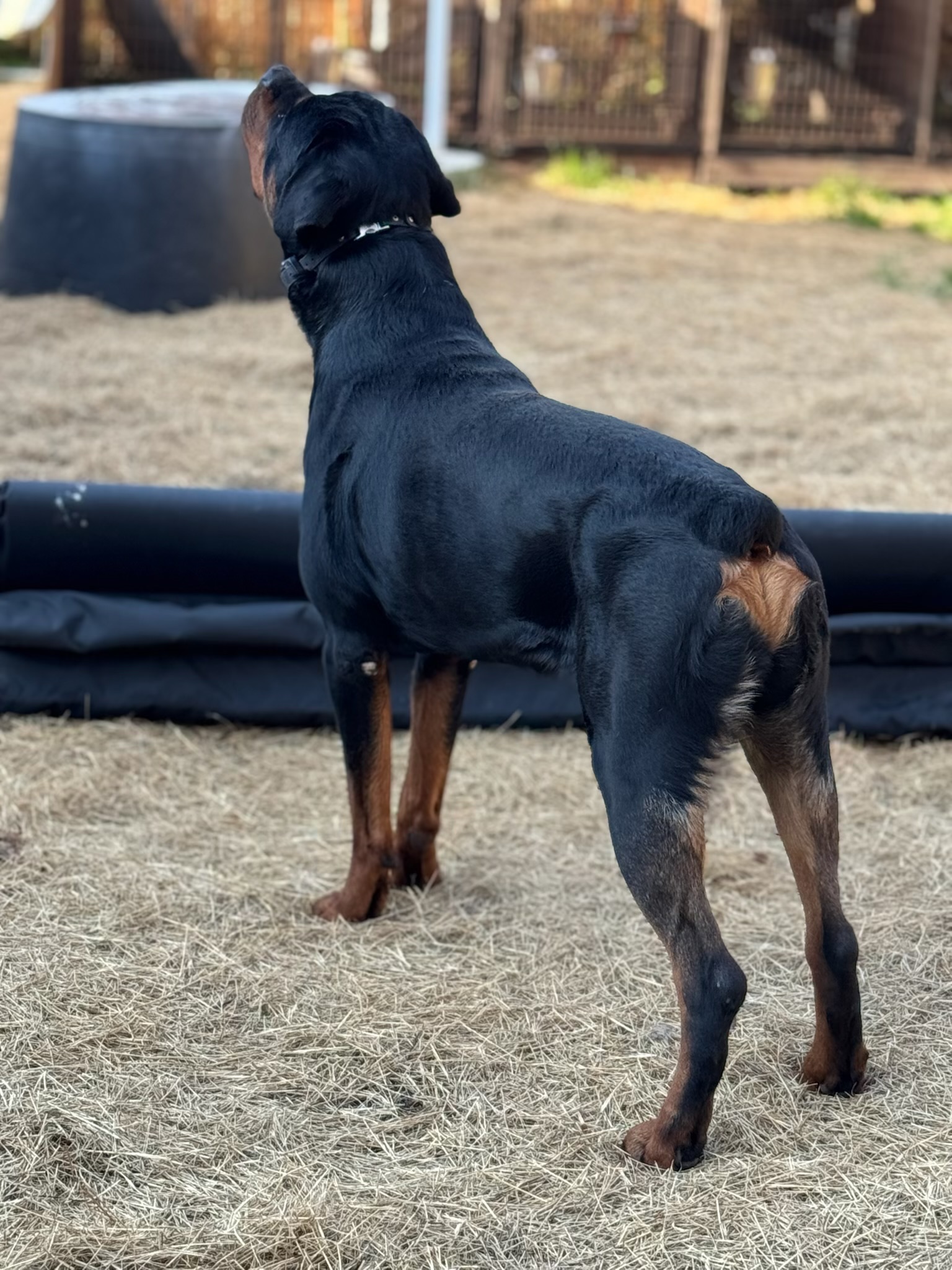 Russell's K9 Academy Image
