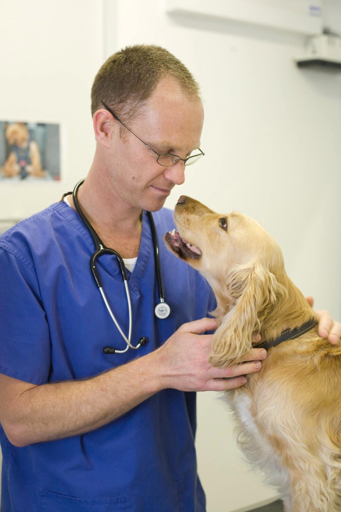 The Cape Veterinary Clinic Guildford 01483 538990