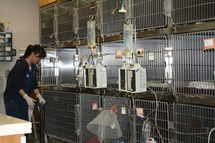 Images VCA Arden Animal Hospital