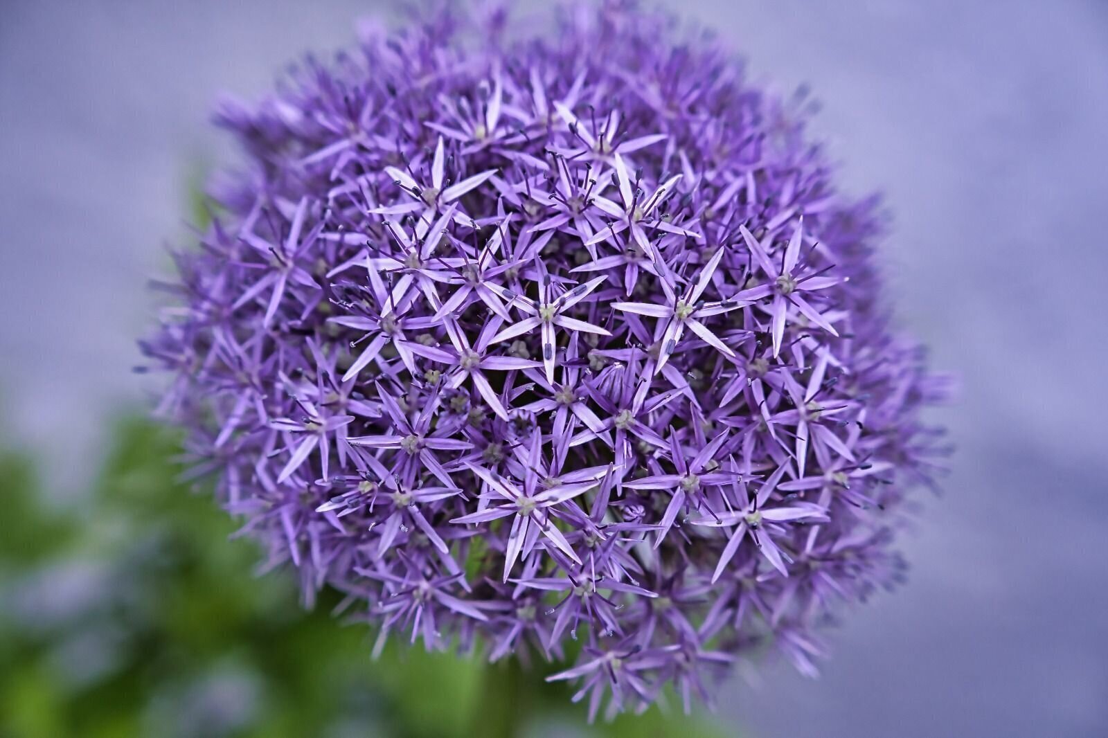 Hausmeisterservice & Gartenstyling in Offenbach Am Main