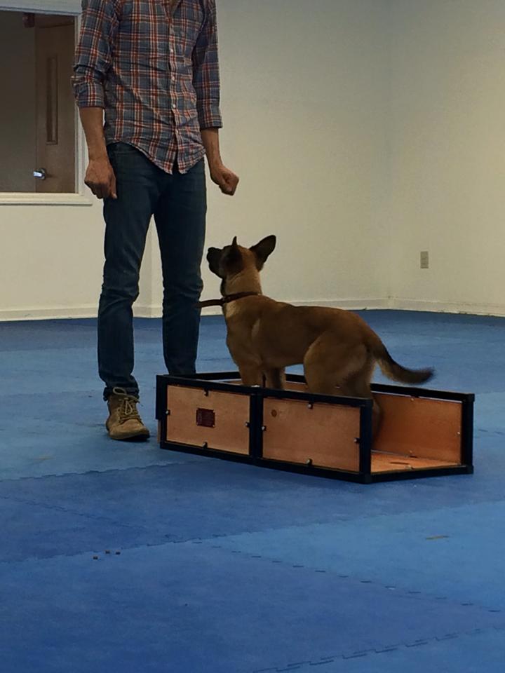 AweDogs Dog Training